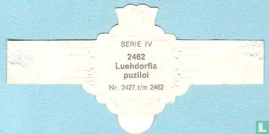 Luehdorfia puziloi - Afbeelding 2