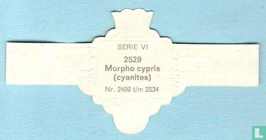 Morpho cypris (cyanites) - Afbeelding 2