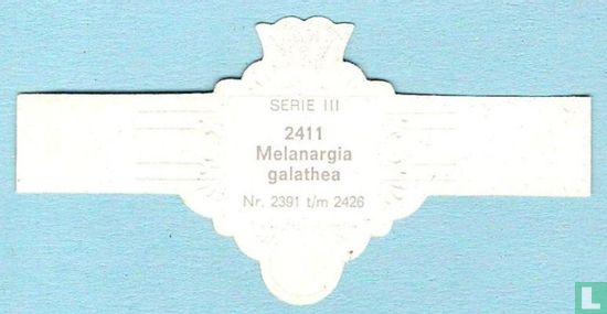 Melanargia galathea - Image 2