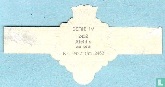 Alcidis aurora - Bild 2