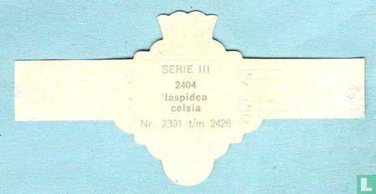 Jaspidea celsia - Bild 2