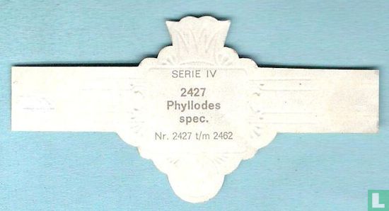 Phyllodes spec. - Afbeelding 2