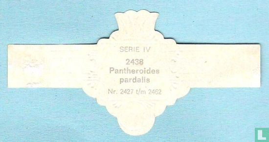Pantheroides pardalis - Bild 2