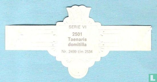 Taenaris domitilla - Afbeelding 2