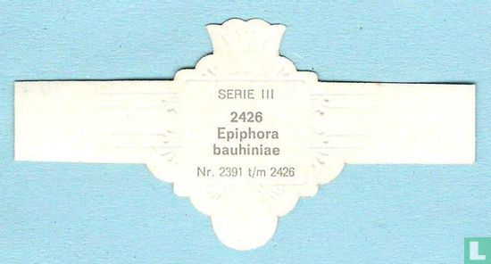 Epiphora bauhiniae - Bild 2