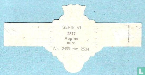 Appias nero - Afbeelding 2