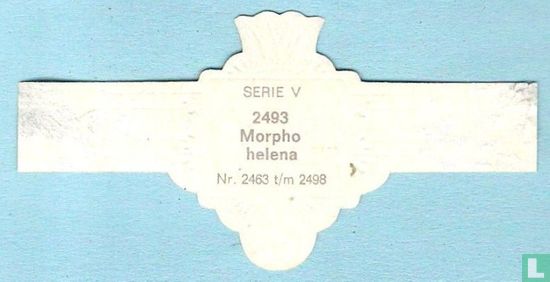 Morpho helena - Afbeelding 2
