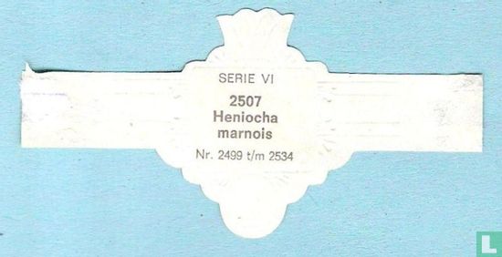 Heniocha marnois - Afbeelding 2