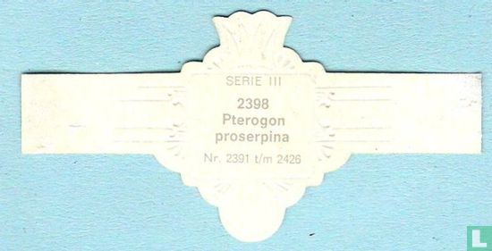 Pterogon proserpina - Bild 2
