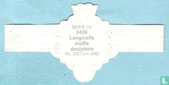 Longicella mollis decipiens - Afbeelding 2