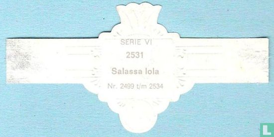 Salassa lola - Afbeelding 2