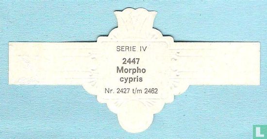 Morpho cypris - Afbeelding 2