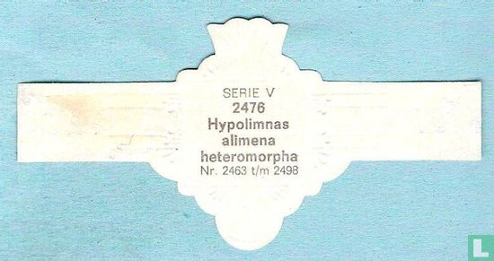Hypolimnas alimena heteromorpha - Image 2