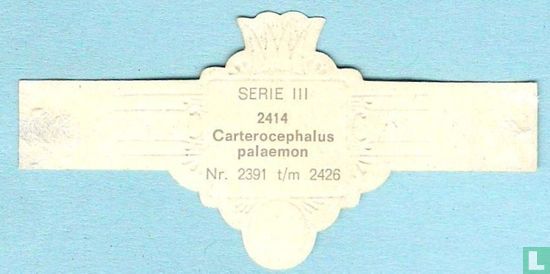 Carterocephalus palaemon - Afbeelding 2