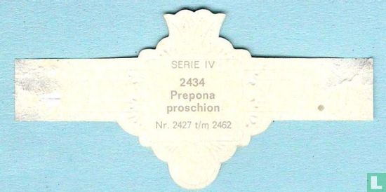 Prepona proschion - Afbeelding 2