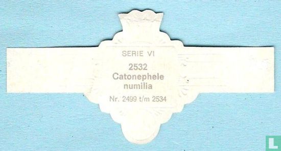 Catonephele numilia - Bild 2