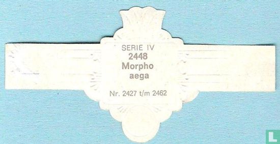 Morpho aega - Afbeelding 2