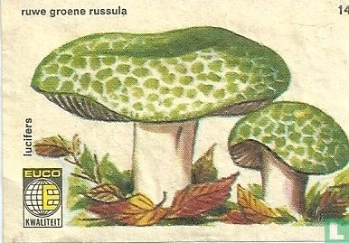 Ruwe groene Russula