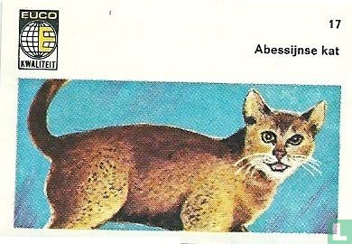 Abessijnse kat