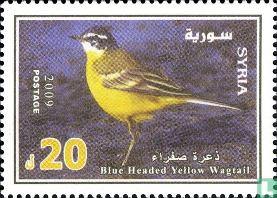 Blue headed Yellow Wagtail