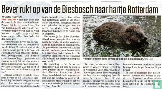 De bever rukt op van de Biesbosch naar hartje Rotterdam