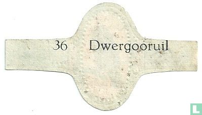 Dwergooruil - Image 2
