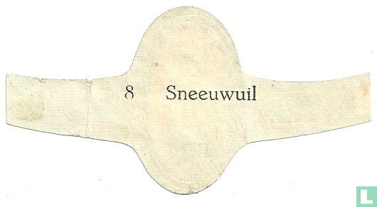 Sneeuwuil - Afbeelding 2