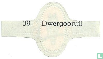 Dwergooruil - Bild 2