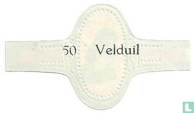 Velduil - Afbeelding 2