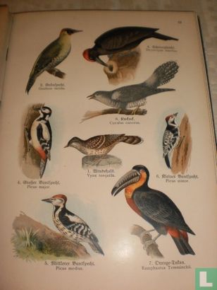 Bilder-Atlas des Tierreichs. Zweiter Teil: Vogel. - Afbeelding 3