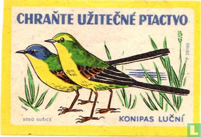 Konipas lucní - Image 1