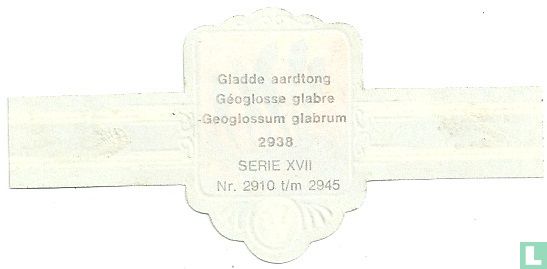 Gladde aardtong - Geoglossum glabrum - Afbeelding 2