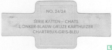 Chartreux gris-bleu - Image 2