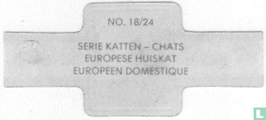 Européen domestique - Image 2