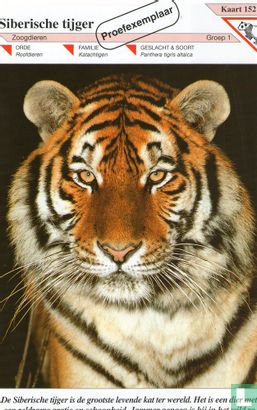 Siberische tijger [Proefexemplaar] - Bild 1