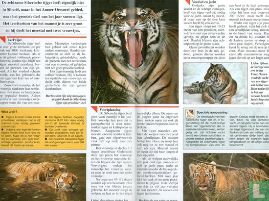 Siberische tijger [Proefexemplaar] - Image 3