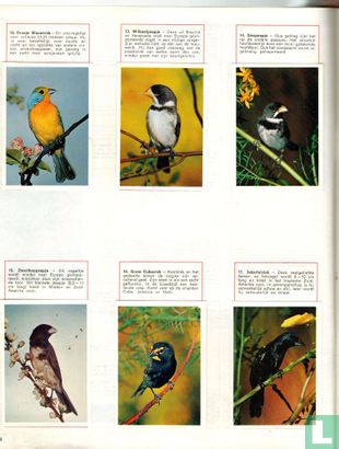 Wonderwereld der vogels - Oiseaux du monde entier - Afbeelding 3