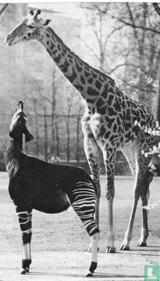 Giraffe + Okapi