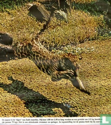 Jaguar in actie