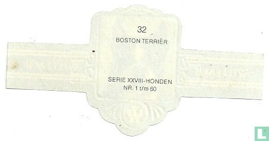 Boston Terrier - Image 2