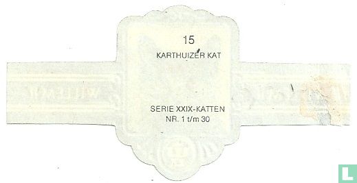 Karthuizerkat - Image 2