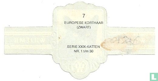 Europese korthaar (zwart) - Afbeelding 2