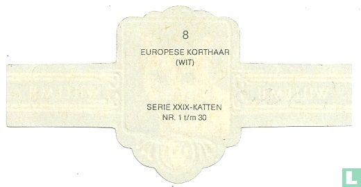 Europese korthaar (wit) - Afbeelding 2