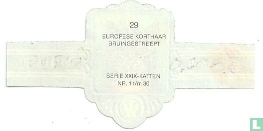 Europese korthaar bruingestreept - Image 2