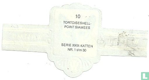 Tortoiseshell-point Siamees - Afbeelding 2