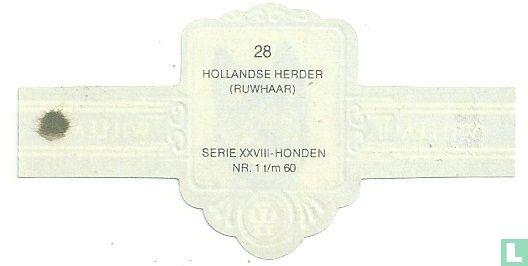 Hollandse Herder (ruwhaar) - Image 2