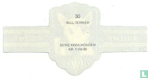 Bull Terriër - Image 2