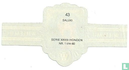 Saluki - Image 2