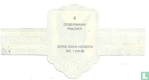Dobermann Pincher - Afbeelding 2
