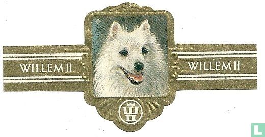 Witte Keeshond - Image 1